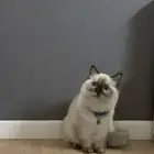 قطة هملايا تشوكلت بيور