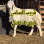 اغنام ومواشي