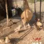 3 دجاج بفروخها 