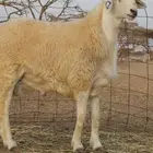 راعي غنم سوداني