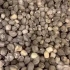 بذور المورينجا العربيه متوفر بكميات ( البان العربي )