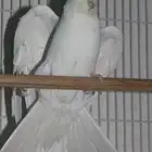 زوج كروان منتج شرط الانثى البينو صافي