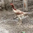 دجاجه باكستاني