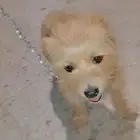 كلب مالتيز  كلب شيواوا