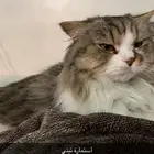 قطتين للتبني