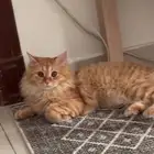 للتبنى ذكر امريكي معقم ومطعم