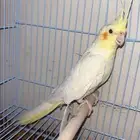 بغبغاء كيروان