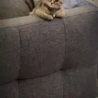 قطوه لعوبه للتبني