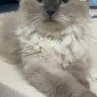 قطه هيمالايا للتبني مع اغراضها