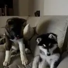 كلب اكيتا امريكي