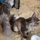قطط