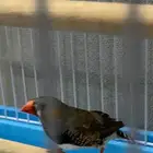 عصفور زيبرا ذكر