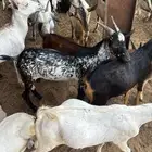 تيوس يمانيه حضرمي