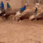 طاووس هندي