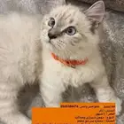 قطط هيمالايا