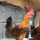 ديكه للبيع