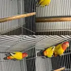 زوج اورنج و رد اوبلاين