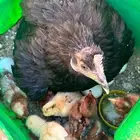 صيصان بلدي للبيع