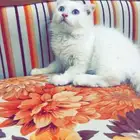 قط للتبني