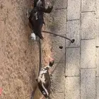 بط بح مصري بياض 5 حبات