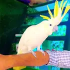 كوكاتو سلفر ب 5000 ريال تم البيع