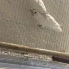 السلام عليكم أعرض زوج روز البينو صافي منتج