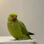 طار من عندي طير دره أخضر اللي يلقاه له مكافئه