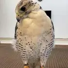 طير صقر تبع جير