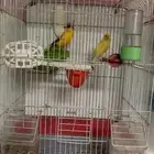 جوز كناري منتج مجنونن