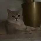 قط لتبني نظيف ومؤدب مره بس ملزومه اسافر مقدر اخذه معي
