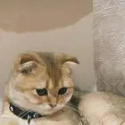 قطه سكواتش فولد