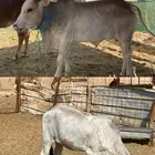 حسيل  حسيله للبيع