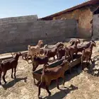 عنقان دهم ( تم البيع ).