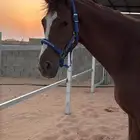 حصان انقليزي