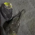 كروان العمر قريب 40 يوم تم البيع