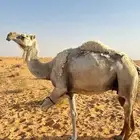 ناقه ضروبه