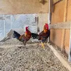 للبيع ديكه