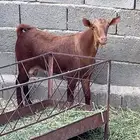 تيس فحل اجم ( تم البيع ).