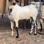 تيس بيشي امرخ صنف