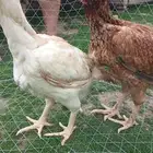 دجاج فارسي جاوي