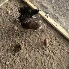 دجاج عربي ماكنتوش