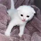 قطط للبيع