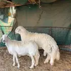 فحل حري فاخررر