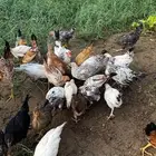 للبيع دجاج وديوك