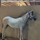 للبيع مهر شعبي