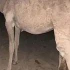 بكره قصب