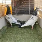 حمام تيدي