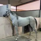 فرس واهو