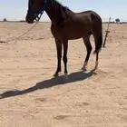 حصان عربي بدون اوراق