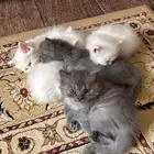 قطط صغيره للبيع المستعجل